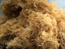Load image into Gallery viewer, Jamaican Wildcrafted Gold Seamoss, (Chondrus Crispus )
