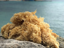 Load image into Gallery viewer, Jamaican Wildcrafted Gold Seamoss, (Chondrus Crispus )
