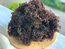 Load image into Gallery viewer, Jamaican Bladderwrack
