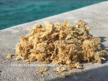 Load image into Gallery viewer, Jamaican Wildcrafted Gold Seamoss, (Chondrus Crispus )
