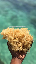 Load image into Gallery viewer, Jamaican Wildcrafted Gold Seamoss, (Chondrus Crispus )
