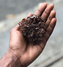 Load image into Gallery viewer, Jamaican Bladderwrack
