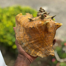 Load image into Gallery viewer, Conch Shell
