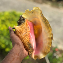 Load image into Gallery viewer, Conch Shell
