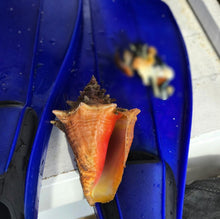 Load image into Gallery viewer, Conch Shell
