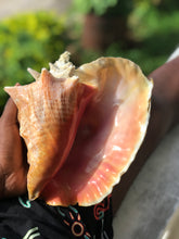 Load image into Gallery viewer, Conch Shell
